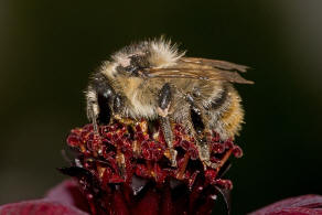 Bombus sylvarum / Bunte Hummel / Waldhummel / Echte Bienen - Apinae