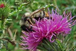 Bombus sylvarum / Bunte Hummel / Waldhummel / Echte Bienen - Apinae