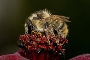 Bombus sylvarum / Bunte Hummel / Waldhummel / Echte Bienen - Apinae