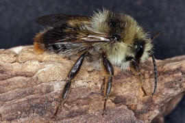 Bombus sylvarum (Drohn) / Bunte Hummel / Waldhummel / Echte Bienen - Apinae