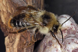 Bombus sylvarum (Drohn) / Bunte Hummel / Waldhummel / Echte Bienen - Apinae