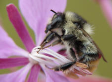 Bombus sylvarum / Waldhummel / Echte Bienen - Apinae