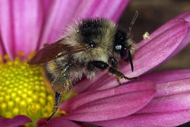 Bombus sylvarum / Bunte Hummel / Waldhummel / Echte Bienen - Apinae