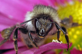 Bombus sylvarum / Bunte Hummel / Waldhummel / Echte Bienen - Apinae