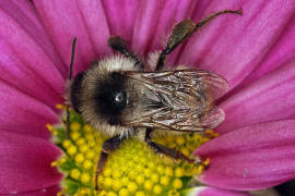 Bombus sylvarum / Bunte Hummel / Waldhummel / Echte Bienen - Apinae