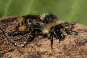 Bombus sylvarum / Bunte Hummel / Waldhummel / Echte Bienen - Apinae