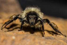 Bombus sylvarum / Bunte Hummel / Waldhummel / Echte Bienen - Apinae