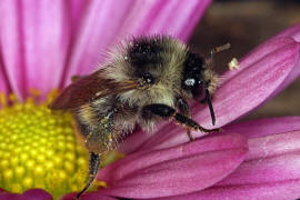 Bombus sylvarum / Bunte Hummel / Waldhummel / Echte Bienen - Apinae