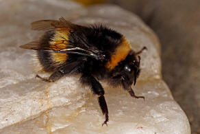 Bombus terrestris ssp. dalmatinus /  Apidae (Echte Bienen) / Ordnung: Hautflgler - Hymenoptera