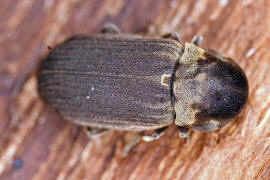 Anobium denticolle / Ohne deutschen Namen / Pochkfer - Anobiidae