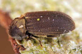 Anobium denticolle / Ohne deutschen Namen / Pochkfer - Anobiidae