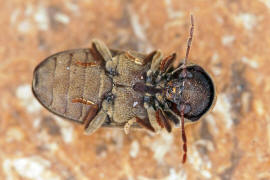 Anobium denticolle / Ohne deutschen Namen / Pochkfer - Anobiidae