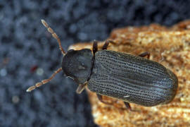 Anobium fulvicorne / Ohne deutschen Namen / Pochkfer - Anobiidae