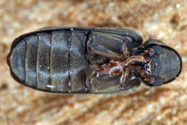 Anobium fulvicorne / Ohne deutschen Namen / Pochkfer - Anobiidae