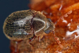 Dorcatoma minor / Ohne deutschen Namen / Pochkfer - Anobiidae