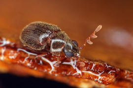 Dorcatoma minor / Ohne deutschen Namen / Pochkfer - Anobiidae