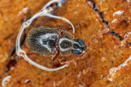 Dorcatoma minor / Ohne deutschen Namen / Pochkfer - Anobiidae