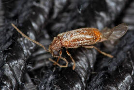 Ernobius abietinus / Ohne deutschen Namen / Pochkfer - Anobiidae