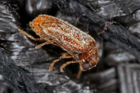 Ernobius abietinus / Ohne deutschen Namen / Pochkfer - Anobiidae