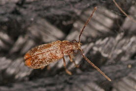 Ernobius abietinus / Ohne deutschen Namen / Pochkfer - Anobiidae