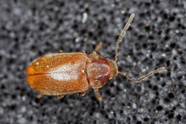 Ernobius abietis / Ohne deutschen Namen / Pochkfer - Anobiidae