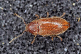 Ernobius abietis / Ohne deutschen Namen / Pochkfer - Anobiidae