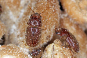 Lasioderma serricorne / Tabakkfer (Fabricius, 1792) / Nagekfer - Anobiidae