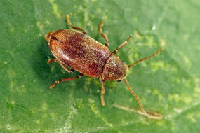 Ochina ptinoides / Efeu-Pochkfer / Pochkfer - Anobiidae