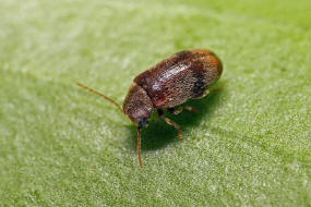 Ochina ptinoides / Efeu-Pochkfer / Pochkfer - Anobiidae