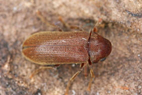 Oligomerus brunneus / Ohne deutschen Namen / Pochkfer - Anobiidae