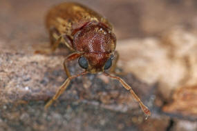 Oligomerus brunneus / Ohne deutschen Namen / Pochkfer - Anobiidae