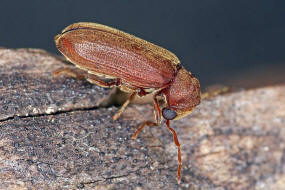 Oligomerus brunneus / Ohne deutschen Namen / Pochkfer - Anobiidae