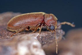 Oligomerus brunneus / Ohne deutschen Namen / Pochkfer - Anobiidae