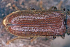 Oligomerus brunneus / Ohne deutschen Namen / Pochkfer - Anobiidae