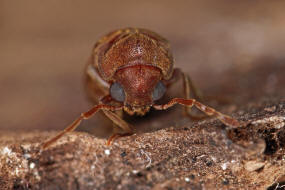 Oligomerus brunneus / Ohne deutschen Namen / Pochkfer - Anobiidae