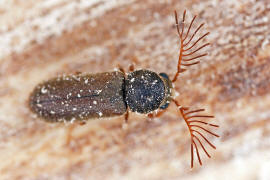 Ptilinus pectinicornis / Gekmmter Nagekfer / Pochkfer - Anobiidae