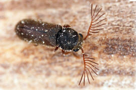 Ptilinus pectinicornis / Gekmmter Nagekfer / Pochkfer - Anobiidae