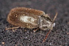 Xestobium plumbeum / Dickfu-Pochkfer / Pochkfer - Anobiidae