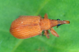 Apion frumentarium / Mennigroter Ampfer-Spitzmausrssler / Spitzmausrssler - Apionidae / berfamilie: Rsselkfer - Curculionoidea