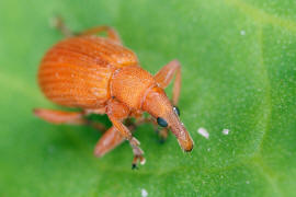 Apion frumentarium / Mennigroter Ampfer-Spitzmausrssler / Spitzmausrssler - Apionidae / berfamilie: Rsselkfer - Curculionoidea