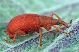 Apion frumentarium / Mennigroter Ampfer-Spitzmausrssler / Spitzmausrssler - Apionidae / berfamilie: Rsselkfer - Curculionoidea