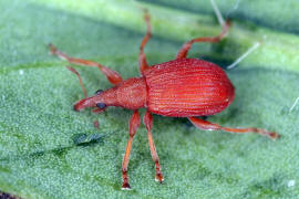 Apion frumentarium / Mennigroter Ampfer-Spitzmausrssler / Spitzmausrssler - Apionidae / berfamilie: Rsselkfer - Curculionoidea