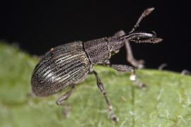 Aspidapion radiolus / Gewhnliches Malven-Spitzmuschen / Spitzmausrssler - Apionidae / berfamilie: Rsselkfer - Curculionoidea