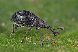 Aspidapion validum (syn. Apion validum) / Krftiger Stockrosen-Spitzmausrssler, auch Geradrssliges Stockrosen-Spitzmuschen / Spitzmausrssler - Apionidae / berfamilie: Rsselkfer - Curculionoidea