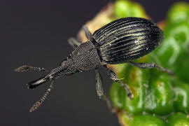 Aspidapion validum (syn. Apion validum) / Krftiger Stockrosen-Spitzmausrssler, auch Geradrssliges Stockrosen-Spitzmuschen / Spitzmausrssler - Apionidae / berfamilie: Rsselkfer - Curculionoidea