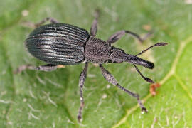 Aspidapion validum (syn. Apion validum) / Krftiger Stockrosen-Spitzmausrssler, auch Geradrssliges Stockrosen-Spitzmuschen / Spitzmausrssler - Apionidae / berfamilie: Rsselkfer - Curculionoidea