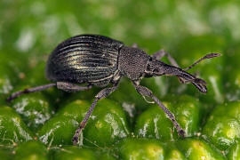 Aspidapion validum (syn. Apion validum) / Krftiger Stockrosen-Spitzmausrssler, auch Geradrssliges Stockrosen-Spitzmuschen / Spitzmausrssler - Apionidae / berfamilie: Rsselkfer - Curculionoidea