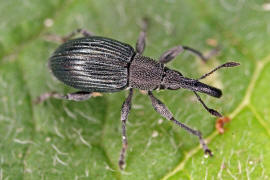 Aspidapion validum (syn. Apion validum) / Krftiger Stockrosen-Spitzmausrssler, auch Geradrssliges Stockrosen-Spitzmuschen / Spitzmausrssler - Apionidae / berfamilie: Rsselkfer - Curculionoidea