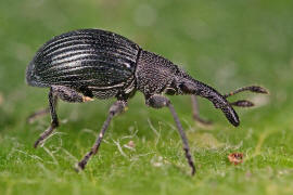 Aspidapion validum (syn. Apion validum) / Krftiger Stockrosen-Spitzmausrssler, auch Geradrssliges Stockrosen-Spitzmuschen / Spitzmausrssler - Apionidae / berfamilie: Rsselkfer - Curculionoidea