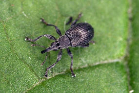 Betulapion simile / Birken-Spitzmausrssler / Spitzmausrssler - Apionidae / berfamilie: Curculionoidea